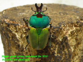 〇マット付きは15日まで＼(^o^)／