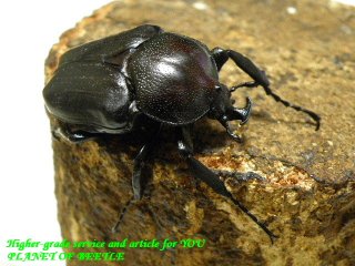 〇ドミトリエヴィＦ１ペア＼(^o^)／