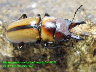 〇ユーグエスとプラネット＼(^o^)／