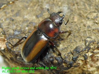〇ユーグエスのお買い得♀と適合産卵材＼(^o^)／