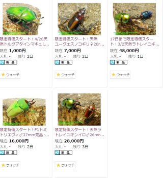 〇限定特価スタート品＼(^o^)／