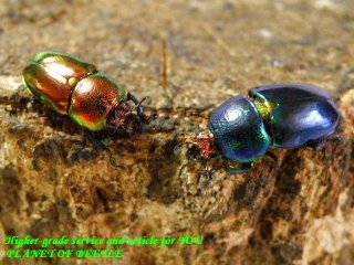 〇ポイント5倍は本日まで＼(^o^)／