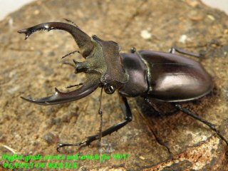 〇連休限定特価品は本日まで＼(^o^)／