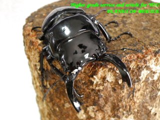 〇レギウスとサバゲ＼(^o^)／