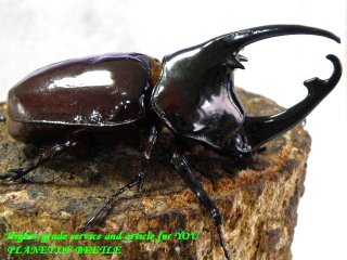 〇ケンタウルスサービス品を大特価＼(^o^)／