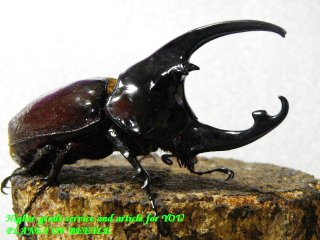 〇Niete産特大ケンタウルス＼(^o^)／