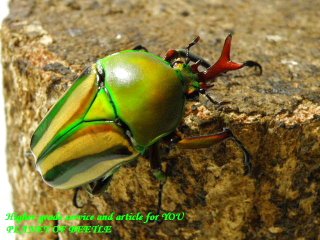 〇シュルツの赤系♂単品＼(^o^)／
