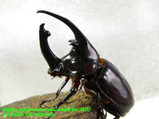 〇ケンタウルス・ピックアップ個体＼(^o^)／