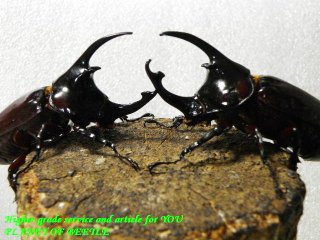 〇お得な2産地♀セット＼(^o^)／