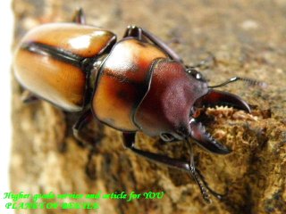 〇ユーグエスなど最新画像に＼(^o^)／