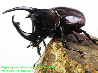 〇ケンタウルス・サービスペア＼(^o^)／