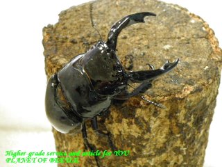 〇14日通関・カメルーンSeason４＼(^o^)／