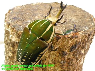 〇週末は恒例ポイント5倍＼(^o^)／