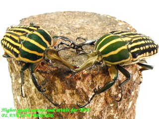 〇ポイント5倍は本日まで＼(^o^)／