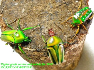 〇追加あり！X'mas Premium！開催中！