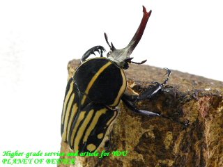 〇クラッツクラッツ＼(^o^)／