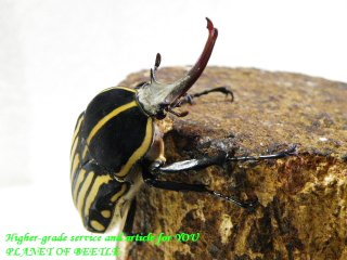 〇週末は恒例＋延長でポイント5倍＼(^o^)／