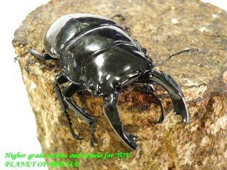 〇X`mas Premium＋ポイント5倍＼(^o^)／