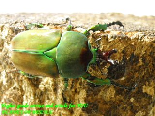 〇X’mas Premium本日最終日！＼(^o^)／