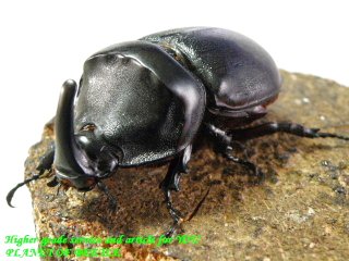 〇カメルーン・サイカブト＼(^o^)／