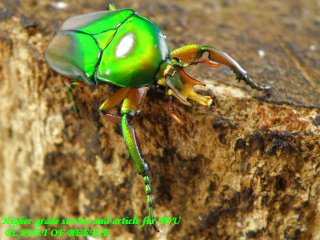 〇お得なキヌツヤツノ・サービスぺア＼(^o^)／