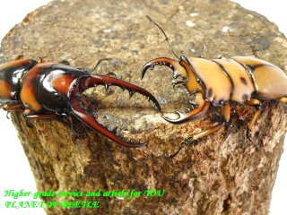 〇31日まではポイント5倍＼(^o^)／