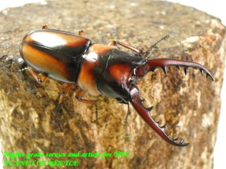 〇グラディアトール＋サバゲノコ＼(^o^)／