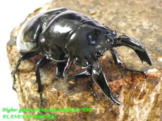 〇レギウス♂単品＼(^o^)／