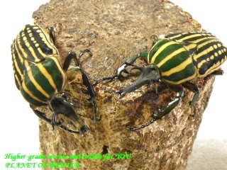 〇ミイロツノカナブンをトリオで＼(^o^)／