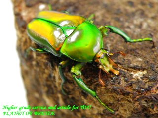 〇本日28日は最終日＼(^o^)／