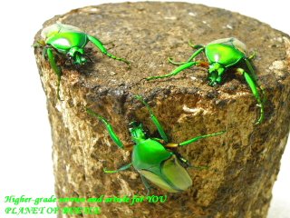 〇ペアリング用キンイロヒラズ♂単品＼(^o^)／