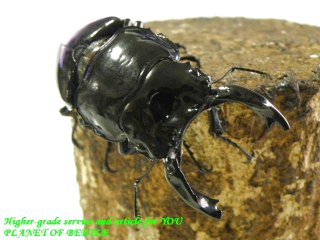 〇ポイント5倍は本日まで＼(^o^)／