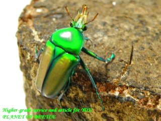 〇キヌツヤツノカナブン＼(^o^)／