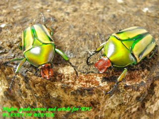 〇ホルニマンヒラズ・サービスペア＼(^o^)／