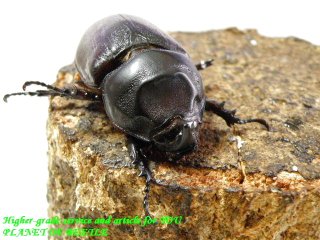 〇ブリード用カメルーンサイカブト♀＼(^o^)／