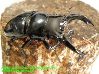 〇ポイント5倍＋10％オフ＼(^o^)／