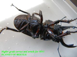 〇ラスト！赤系レギウス＼(^o^)／