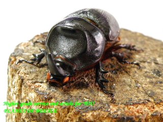 〇限定お買い得スタートは10日まで＼(^o^)／