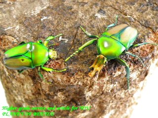 〇Dschang産キヌツヤツノカナブン＼(^o^)／