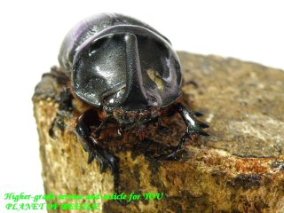 〇カメルーン・サイカブト＼(^o^)／