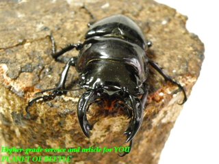 〇お買い得スタート最終日＋ポイント5倍＼(^o^)／