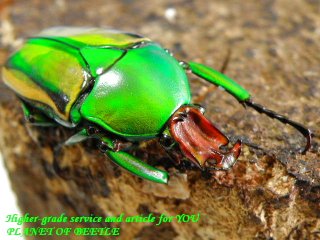 〇お買い得品＋ポイント5倍最終日＼(^o^)／