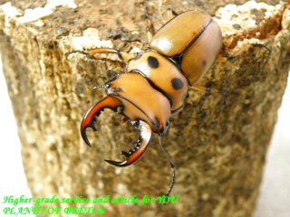 〇お買い得メリーメンガタ＼(^o^)／