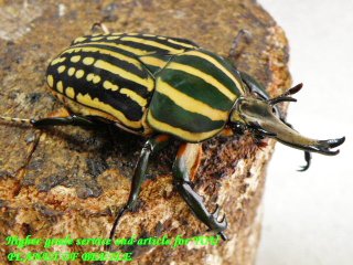 〇限定半額スタート＼(^o^)／