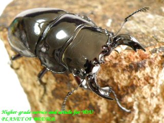 〇まもなく終了ですよ＼(^o^)／