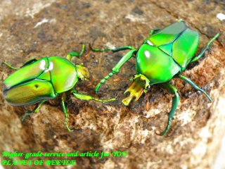 〇美麗カナブン館の生体が40％オフに＼(^o^)／