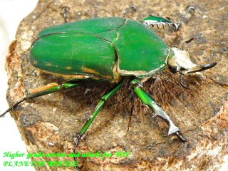 〇限定特価スタート＼(^o^)／