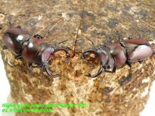 〇GW限定特価品＋ポイント10倍＼(^o^)／