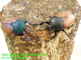 〇ブラック＋ブルー♀セット＼(^o^)／