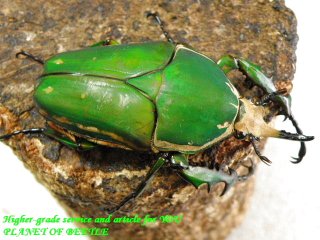 〇トルクアタ30％オフ+週末はポイント5倍＼(^o^)／